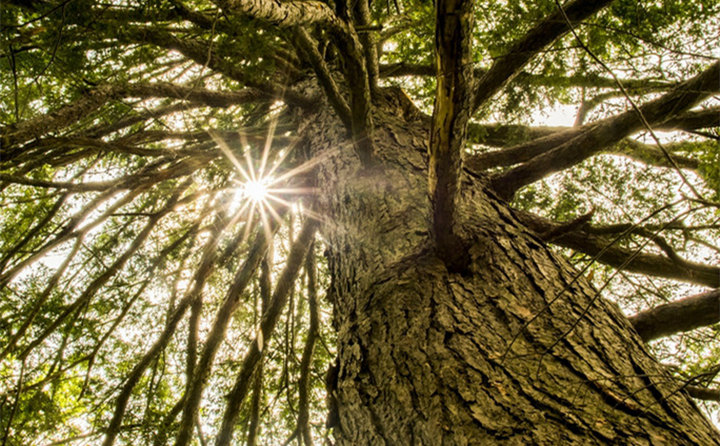 广西南宁积极推进分布式生物质能源示范应用 广西南宁积极推进分布式生物质能源示范应用